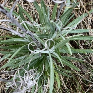 Senecio quadridentatus at Googong, NSW - suppressed