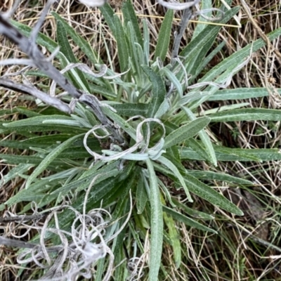 Senecio quadridentatus (Cotton Fireweed) at Googong, NSW - 18 Aug 2023 by Wandiyali