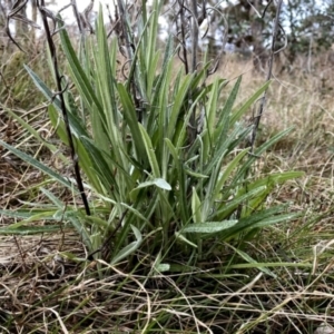 Senecio quadridentatus at Googong, NSW - suppressed