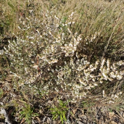 Leucopogon fletcheri subsp. brevisepalus (Twin Flower Beard-Heath) at Tuggeranong, ACT - 20 Aug 2023 by Mike