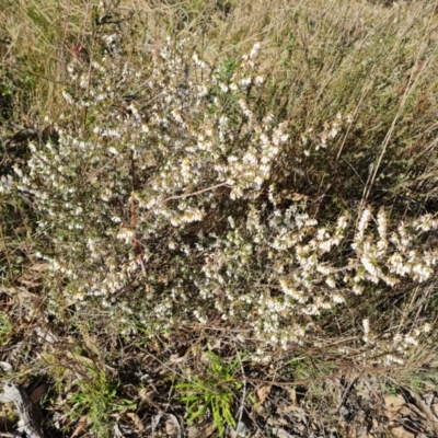 Styphelia fletcheri subsp. brevisepala (Twin Flower Beard-Heath) at Tuggeranong, ACT - 20 Aug 2023 by Mike