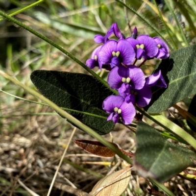 Hardenbergia violacea (False Sarsaparilla) at Googong, NSW - 16 Sep 2021 by Wandiyali