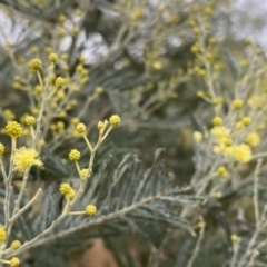 Acacia dealbata subsp. dealbata (Silver Wattle) at Googong, NSW - 3 Jun 2022 by Wandiyali