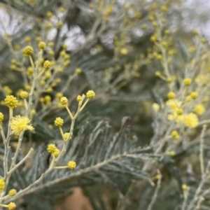 Acacia dealbata subsp. dealbata at Googong, NSW - 3 Jun 2022