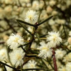 Acacia genistifolia (Early Wattle) at Wandiyali-Environa Conservation Area - 11 Aug 2023 by Wandiyali