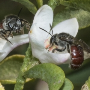 Lasioglossum (Parasphecodes) sp. (genus & subgenus) at Higgins, ACT - 20 Aug 2023