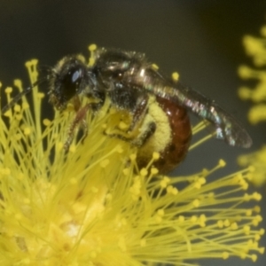 Lasioglossum (Parasphecodes) sp. (genus & subgenus) at Higgins, ACT - 20 Aug 2023