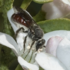 Lasioglossum (Parasphecodes) sp. (genus & subgenus) at Higgins, ACT - 20 Aug 2023