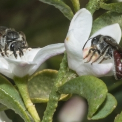 Lasioglossum (Parasphecodes) sp. (genus & subgenus) at Higgins, ACT - 20 Aug 2023