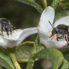 Lasioglossum (Parasphecodes) sp. (genus & subgenus) at Higgins, ACT - 20 Aug 2023