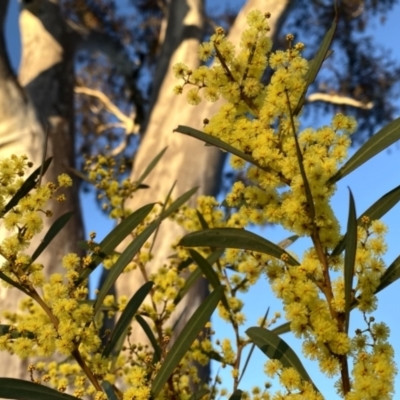 Acacia rubida (Red-stemmed Wattle, Red-leaved Wattle) at Googong, NSW - 29 Jul 2023 by Wandiyali