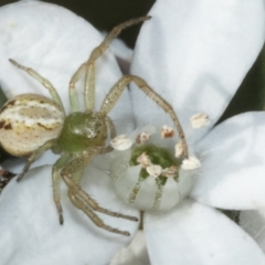 Australomisidia pilula (Lozenge-shaped Flower Spider) at Higgins, ACT - 20 Aug 2023 by AlisonMilton