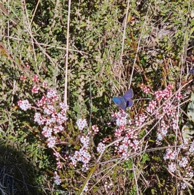 Erina (genus) (A dusky blue butterfly) at Rendezvous Creek, ACT - 20 Aug 2023 by JT1997