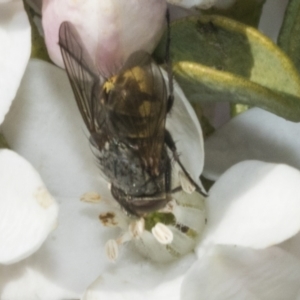 Calliphora stygia at Higgins, ACT - 20 Aug 2023