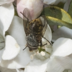 Calliphora stygia at Higgins, ACT - 20 Aug 2023 09:42 AM