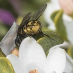 Calliphora stygia at Higgins, ACT - 20 Aug 2023