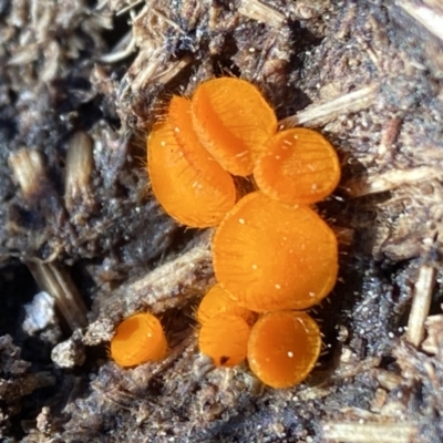 Cheilymenia coprinaria at Canberra Central, ACT - 20 Aug 2023 by AJB