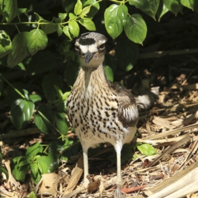 Burhinus grallarius (Bush Stone-curlew) at Mount Coot-Tha, QLD - 13 Aug 2023 by AlisonMilton