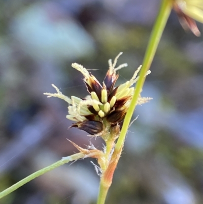 Luzula densiflora (Dense Wood-rush) at Canberra Central, ACT - 19 Aug 2023 by AJB