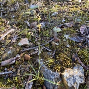 Luzula densiflora at Canberra Central, ACT - 20 Aug 2023 09:23 AM