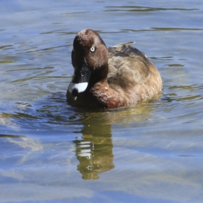 Aythya australis (Hardhead) at Toowong, QLD - 13 Aug 2023 by AlisonMilton