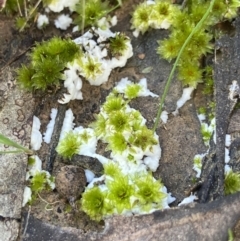 Unidentified Moulds at Canberra Central, ACT - 20 Aug 2023 by AJB