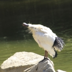 Threskiornis molucca (Australian White Ibis) at Toowong, QLD - 13 Aug 2023 by AlisonMilton