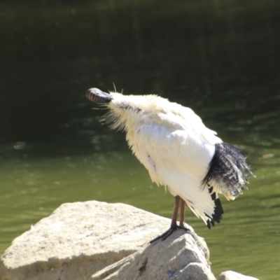 Threskiornis molucca (Australian White Ibis) at Toowong, QLD - 13 Aug 2023 by AlisonMilton