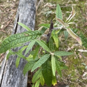 Olearia lirata at Paddys River, ACT - 13 Aug 2023