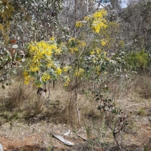 Acacia baileyana at Stromlo, ACT - 15 Aug 2023