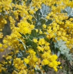 Acacia baileyana at Stromlo, ACT - 15 Aug 2023