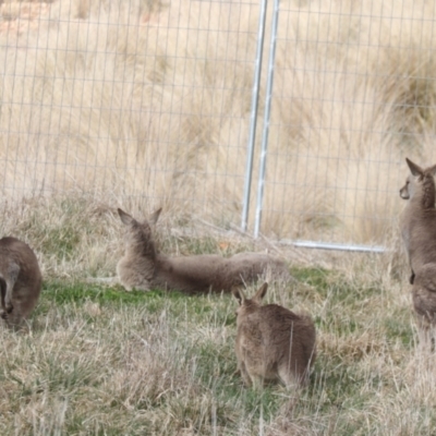 Macropus giganteus (Eastern Grey Kangaroo) at Fyshwick, ACT - 10 Aug 2023 by HappyWanderer