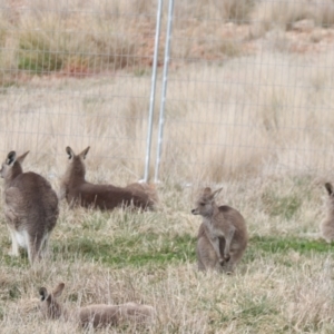 Macropus giganteus at Fyshwick, ACT - 10 Aug 2023 12:10 PM