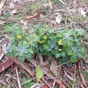 Marrubium vulgare at Watson, ACT - 2 Aug 2023