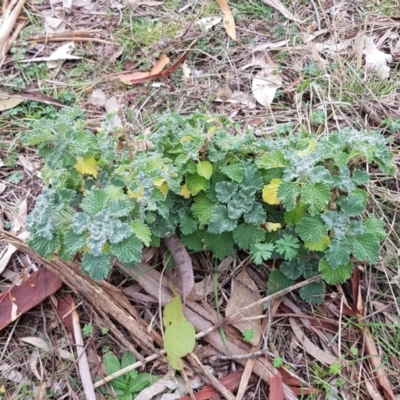 Marrubium vulgare (Horehound) at Watson, ACT - 2 Aug 2023 by HappyWanderer