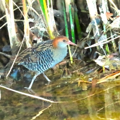 Lewinia pectoralis (Lewin's Rail) at Coombs Ponds - 20 Aug 2023 by TomW