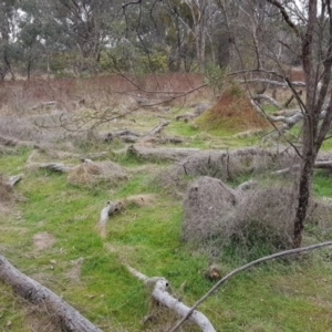 Galium aparine at Majura, ACT - 2 Aug 2023 11:39 AM