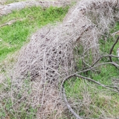 Galium aparine at Majura, ACT - 2 Aug 2023