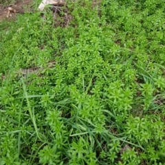 Galium aparine at Majura, ACT - 2 Aug 2023