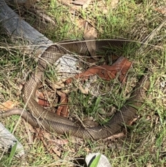 Pseudonaja textilis (Eastern Brown Snake) at Hall, ACT - 20 Aug 2023 by strigo