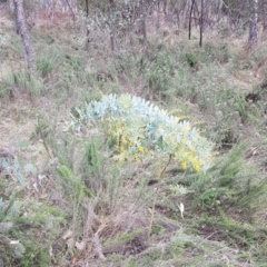 Acacia baileyana (Cootamundra Wattle, Golden Mimosa) at Majura, ACT - 2 Aug 2023 by HappyWanderer