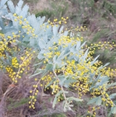 Acacia baileyana at Majura, ACT - 2 Aug 2023