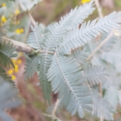 Acacia baileyana at Majura, ACT - 2 Aug 2023