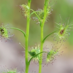 Drosera gunniana (Pale Sundew) at West Wodonga, VIC - 20 Aug 2023 by KylieWaldon