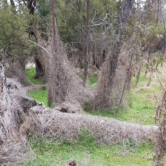 Galium aparine at Majura, ACT - 2 Aug 2023