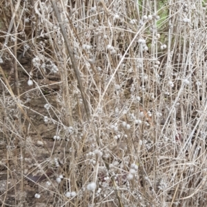 Galium aparine at Majura, ACT - 2 Aug 2023