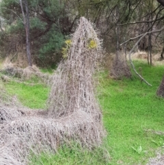 Galium aparine at Majura, ACT - 2 Aug 2023