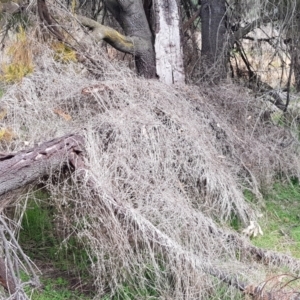 Galium aparine at Majura, ACT - 2 Aug 2023