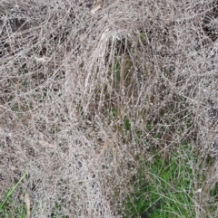 Galium aparine at Majura, ACT - 2 Aug 2023