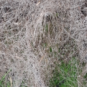 Galium aparine at Majura, ACT - 2 Aug 2023